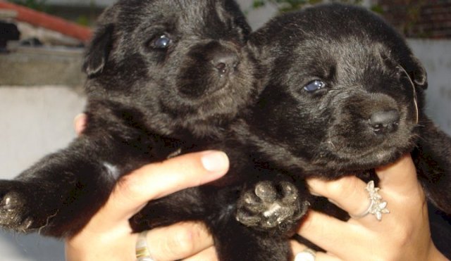PERRITOS ADOPTADOS 