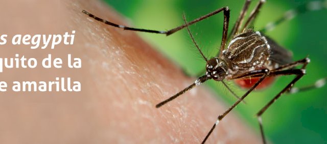 Alerta por aumento de casos de fiebre amarilla en América Latina